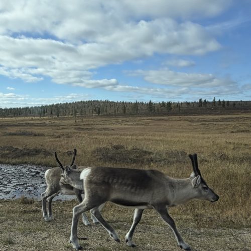 Ivalo_10